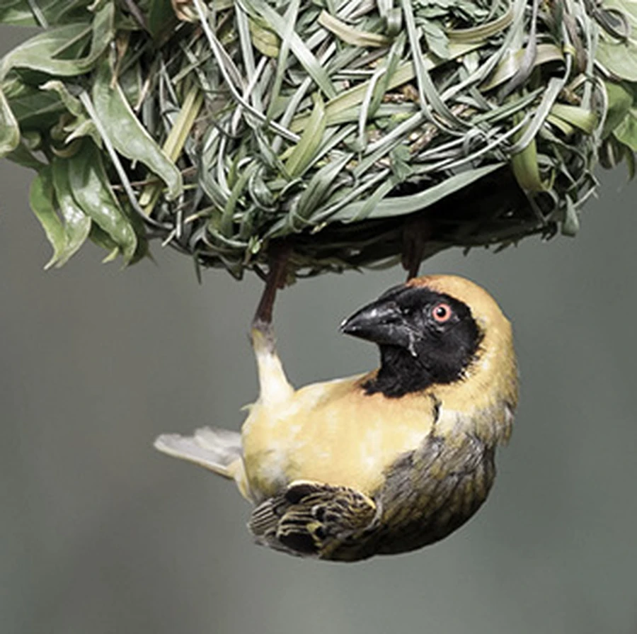 A weaver bird building its nest, reflecting precision and purposeful execution