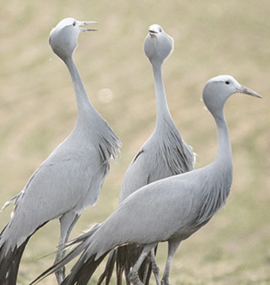 Three blue cranes, reflecting perspective and considered direction