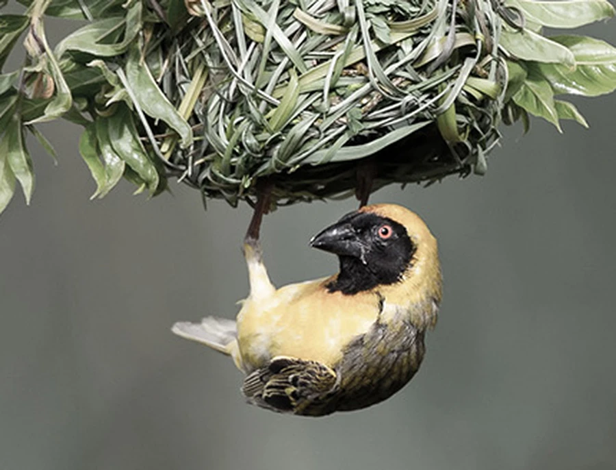A weaver bird constructing a detailed nest